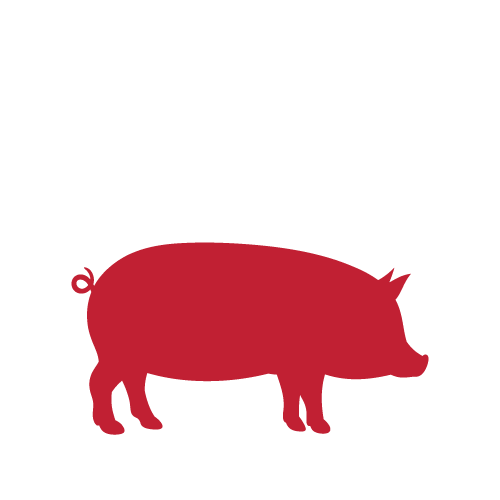 Swine